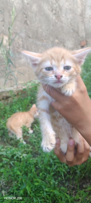 Отдам котят в добрые руки