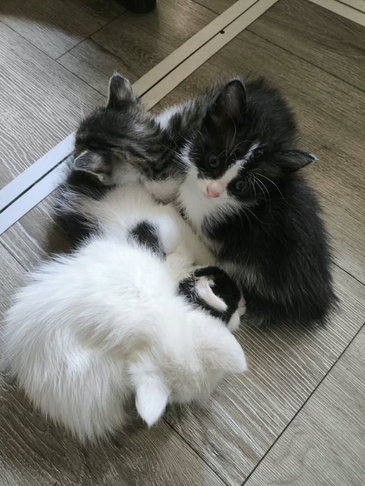Отдам домашних котят в добрые руки 1.5 мес