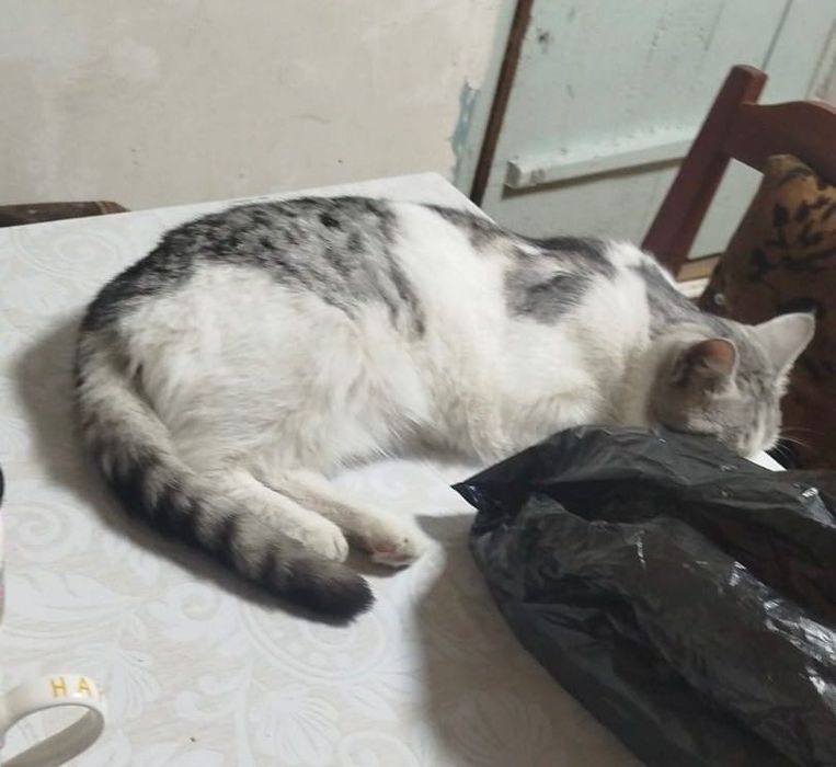 ПРОПАЛ КОТ!! Кличка Коксик
