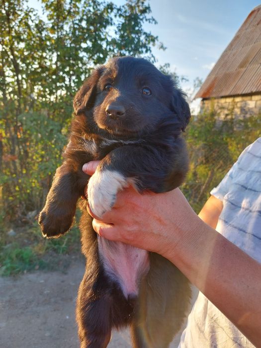 Щенки  отдадим можно с доставкой