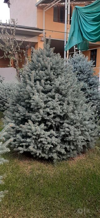 Голубая ель высота 3 м