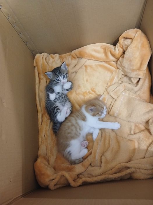 Отдам котят в хорошие руки