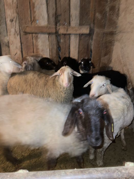 Продам бараны и токтушки