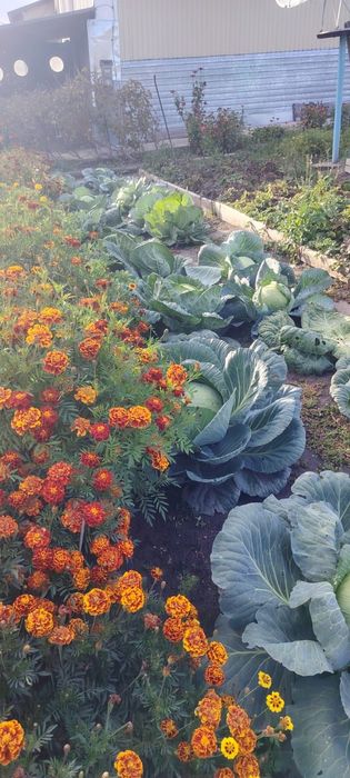 Продам дом город Алтай