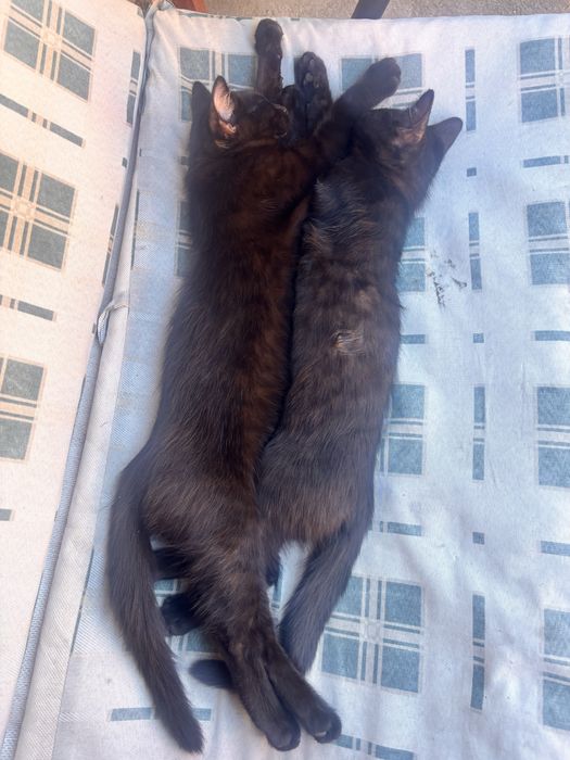 Отдам даром в добрые руки