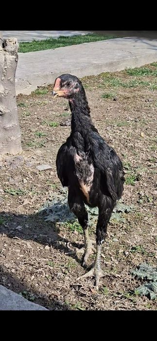 Ганой цыплята 100%