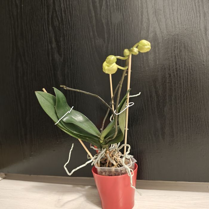 Orhidee phalaenopsis galben