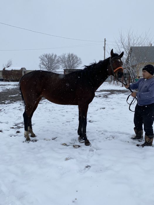 Чистокровный жеребец производитель
