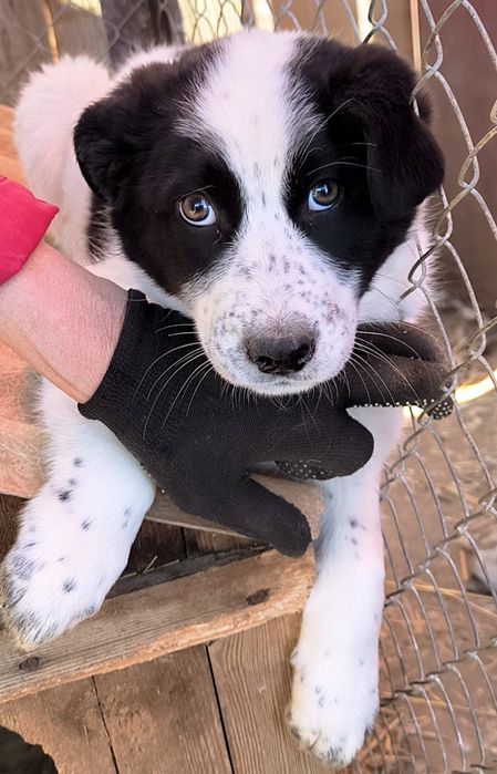 Щенки девочки, 2,5 месяца. Хорошим хозяевам.