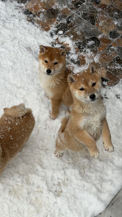 Shiba inu toy de vanzare