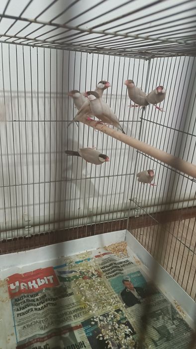 Продам Рисовых Амадин  кофейные