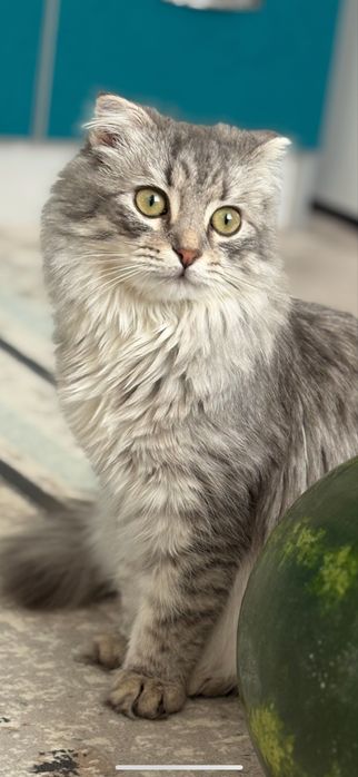 Отдам кошечку девочку