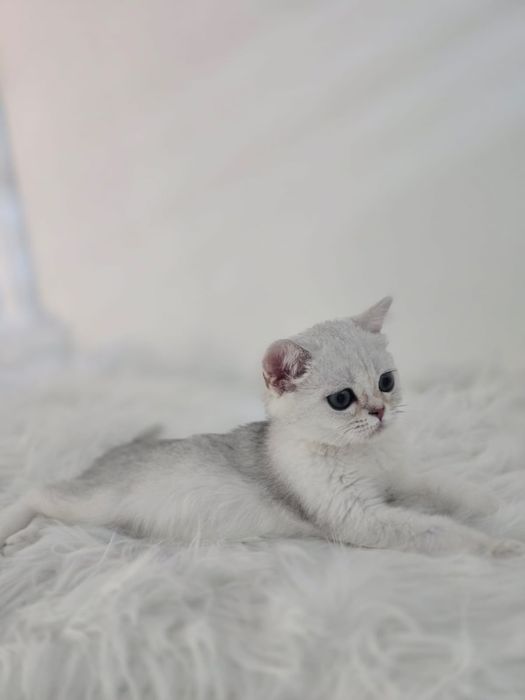 БриТаШки ОчаРоВаШки- котики  окрас шиншилла