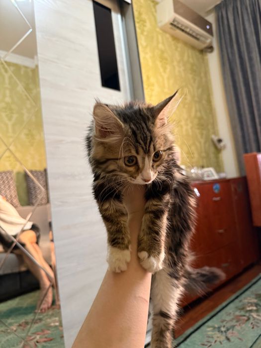 котёнок двух месячный