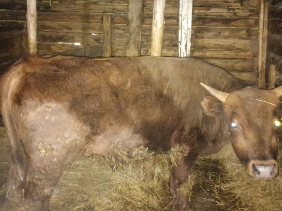 Продаются Бык откормленный