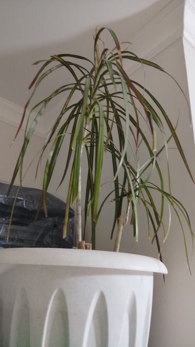 Продам комнатное растение -Драцену .