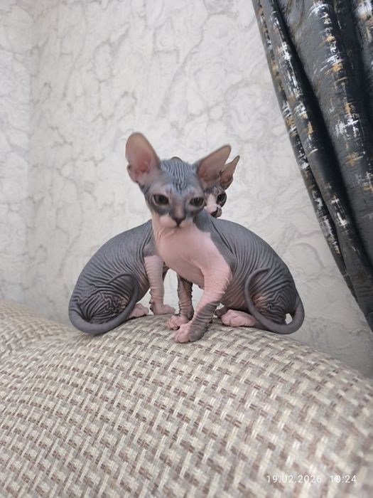 Сфинкс,котята,мальчики
