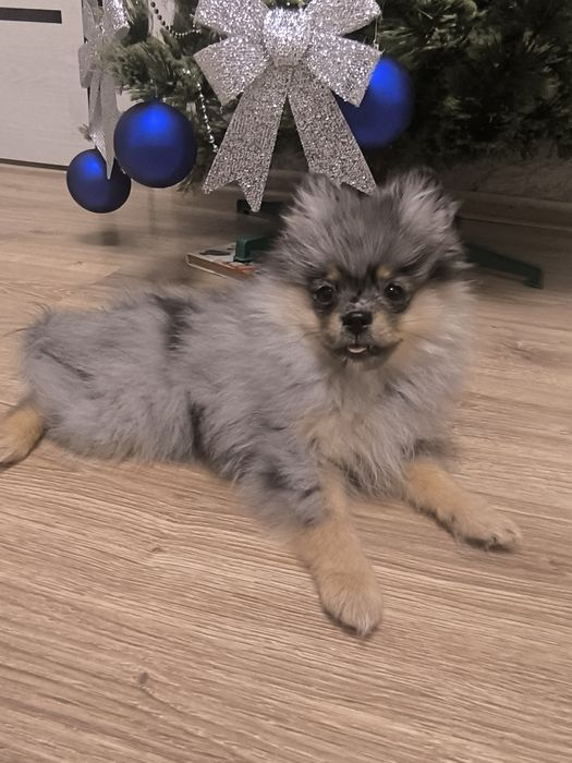 Продается девочка померанского шпица