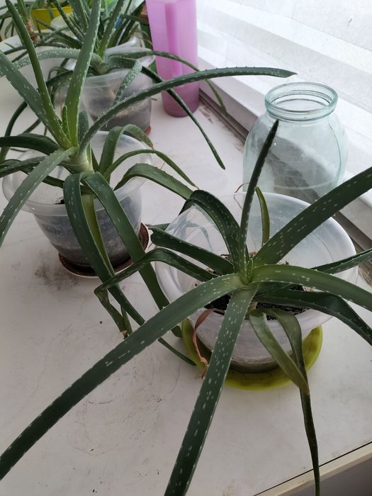 Алое вера лечебное