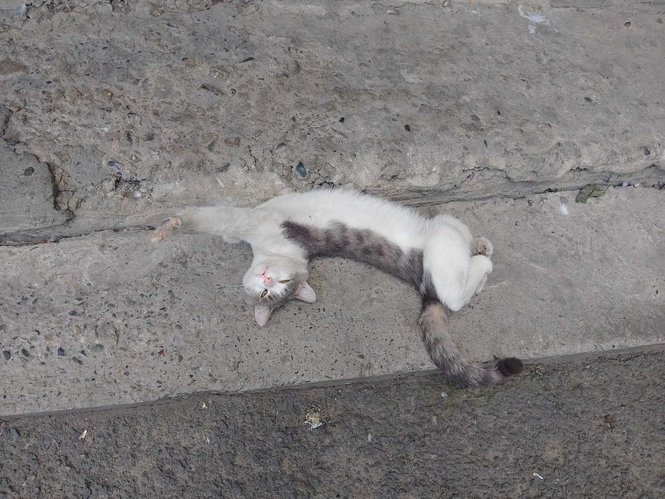 котик ищет дом.!