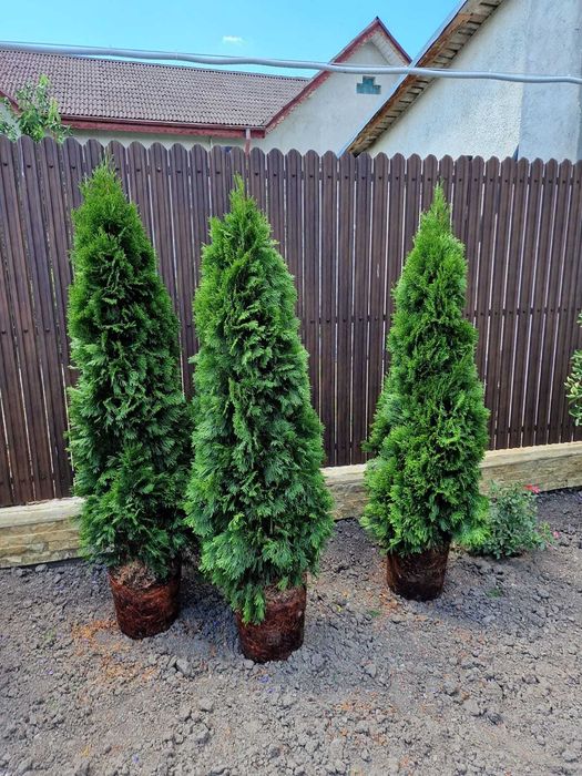 Tuia Smarald Occidentails Vesnic Verde 1.6-1.8m la balot