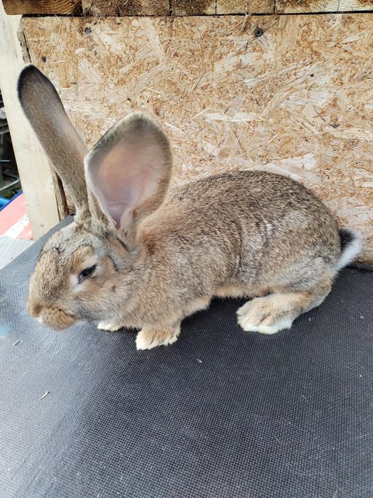 Vând iepuri uriaș german de 3luni  numai masculi.