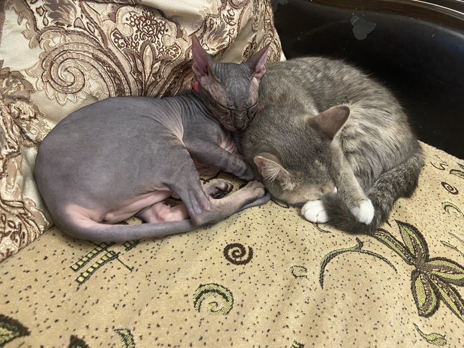 Отдам в добрые руки 2 кошек
