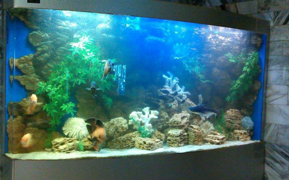 Аквариумы под заказ, любого размера и формата