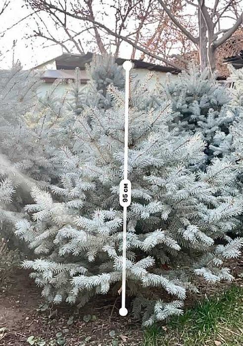 Голубая Ель - Archa Moviy Tikan