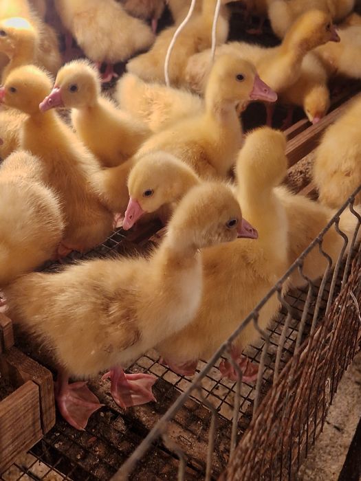 Гуси Крупно Серый и Линда