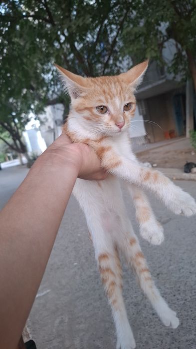 Hadyaga bepul mushuk bolasi