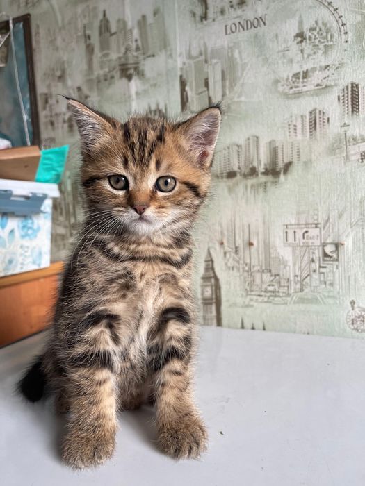 Продам котят британцы