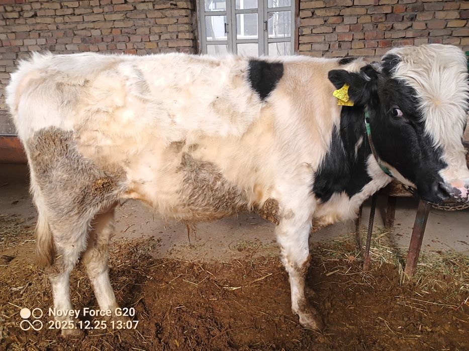 Chorniy pyoster buqa