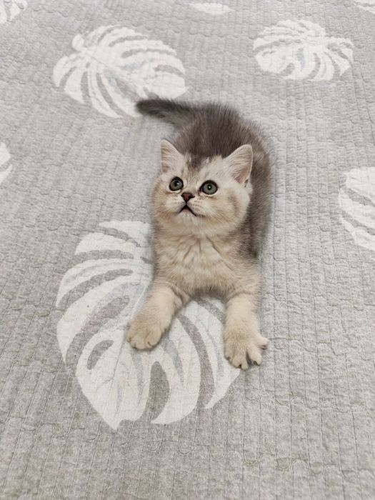 Шикарный крупный мальчишка от правильной вязки