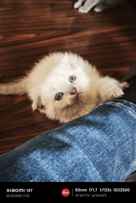 Продаю краткошертые котята скотиш