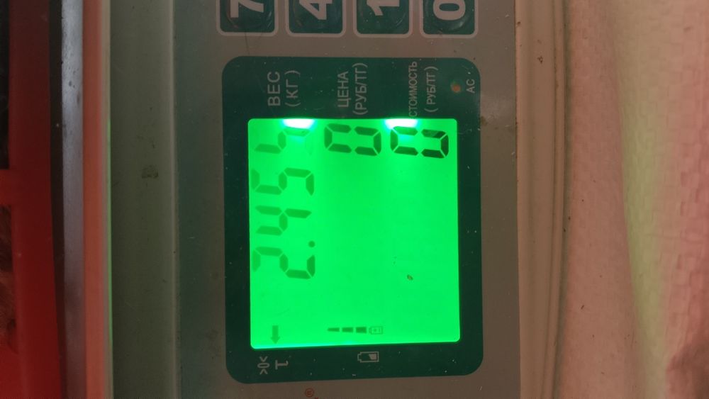 Продам самок-крольчих