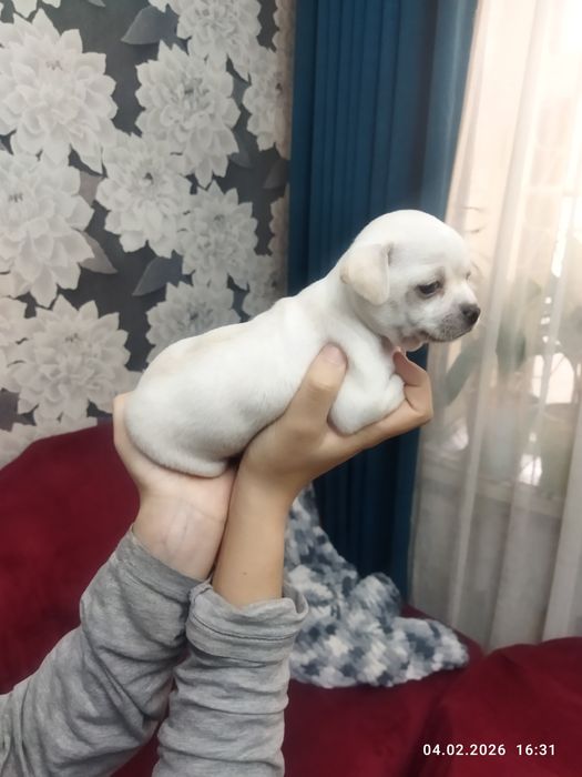 Готовяться к продаже щенки чихуахуа ( бронь)