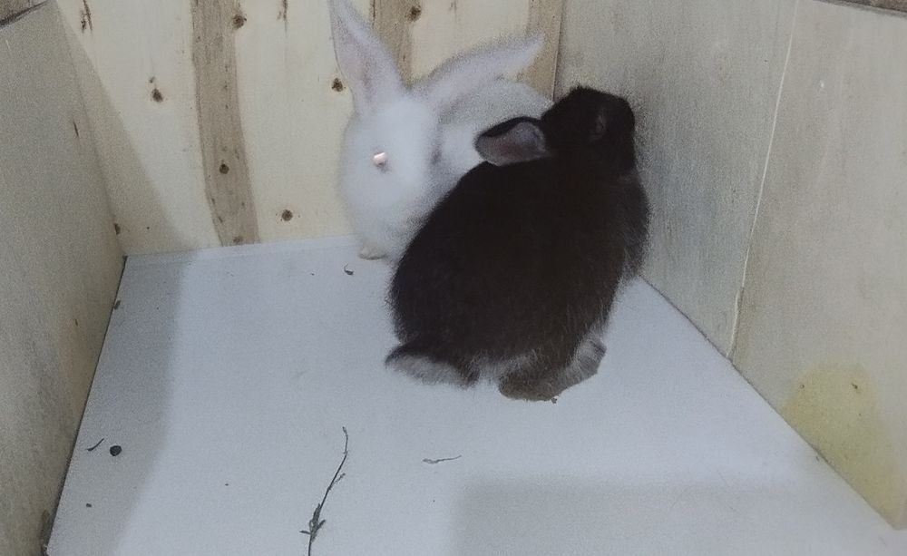 Кролик белоостевой продаётся