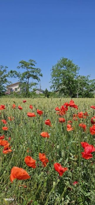Vanzare Teren 420 mp. Ovidiu cartier nou