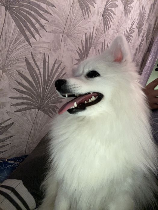 Японский шпиц девочка