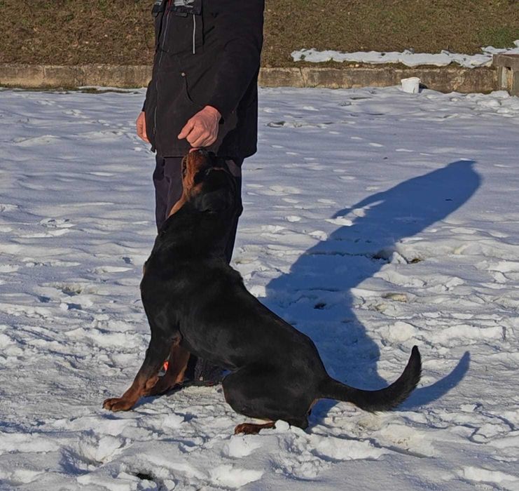 Rottweiler femelă tânără, pregătită pentru BH