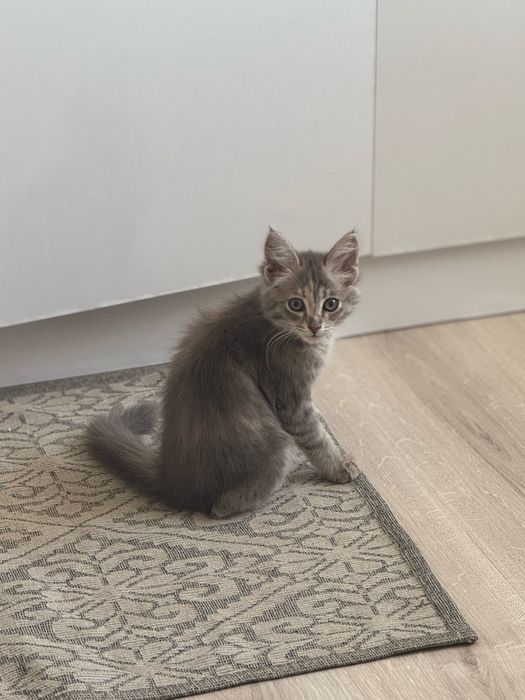 Котенок котята котёнок