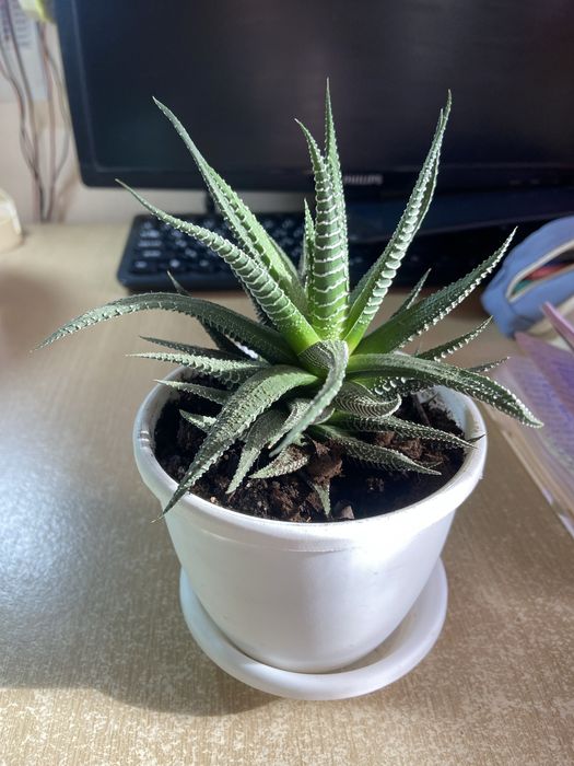 Хавортия, могу поменяться