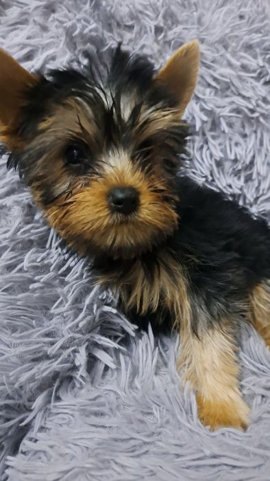 Продаю клубных щенков йорков