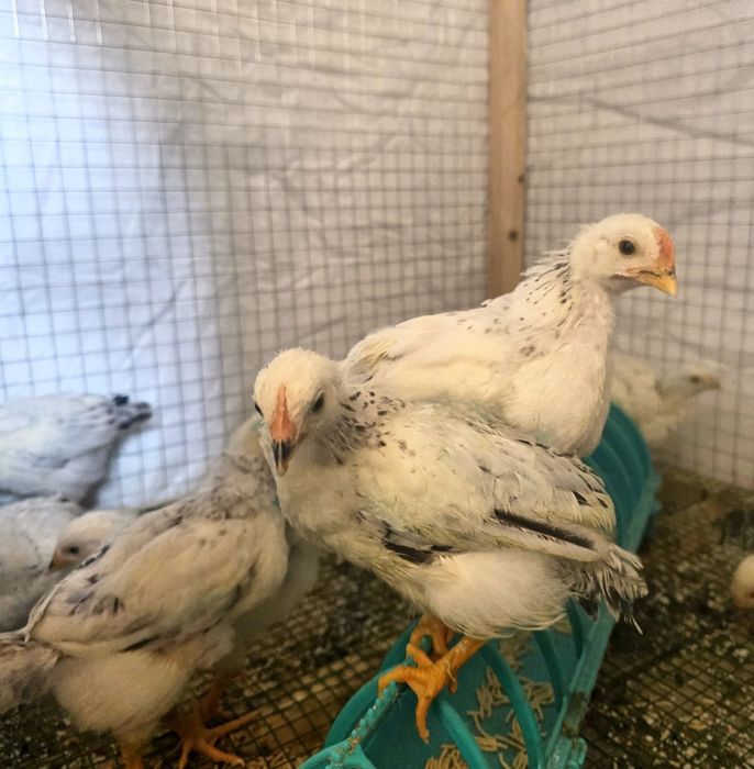 Срочно Адлер жужалари сотилади