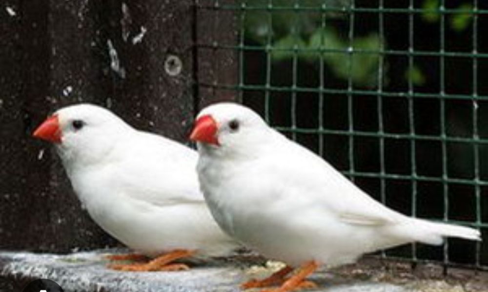 Продаются амадинки 5 шт