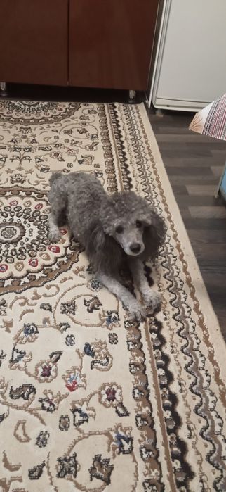 Жених ищет невесту