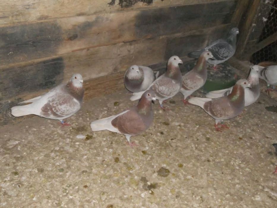 Porumbei Voiajori Bricoux