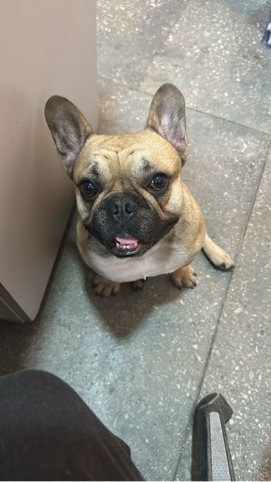 Кобель французского бульдога