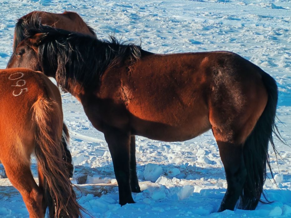 Айғыр сатылады!8 жасар